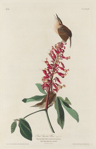 Great Carolina Wren