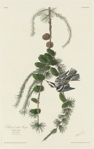 Black and White Creeper