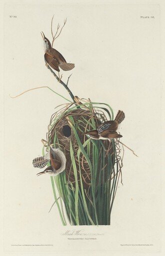 Marsh Wren