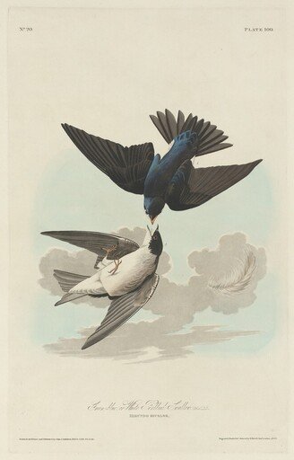 Green-blue or White-bellied Swallow