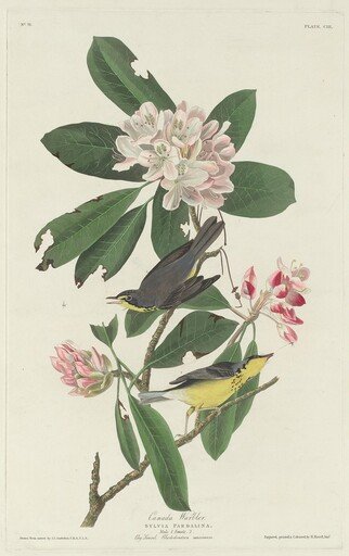 Canada Warbler