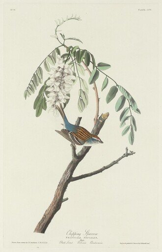 Chipping Sparrow