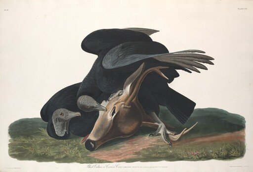Black Vulture