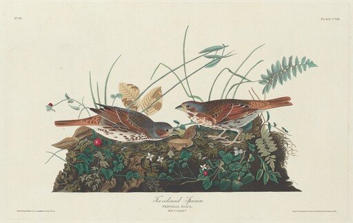 Two-colored Sparrow