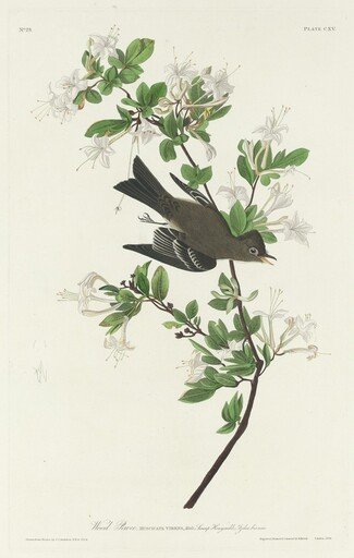 Wood Pewee