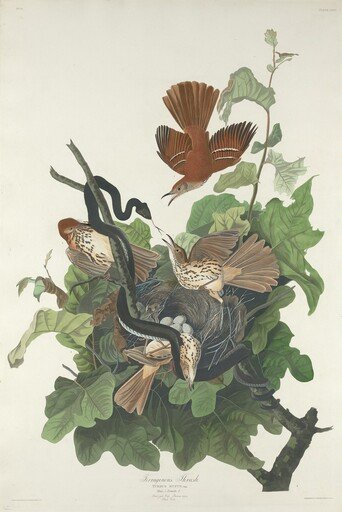 Ferruginous Thrush