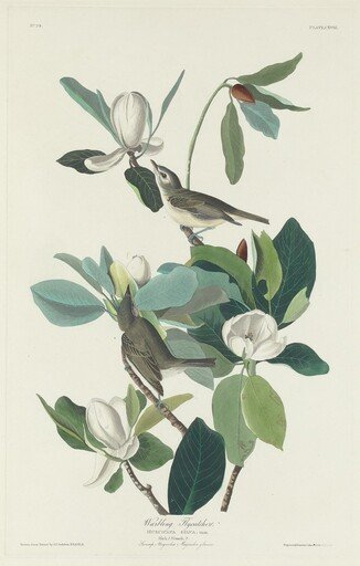 Warbling Flycatcher