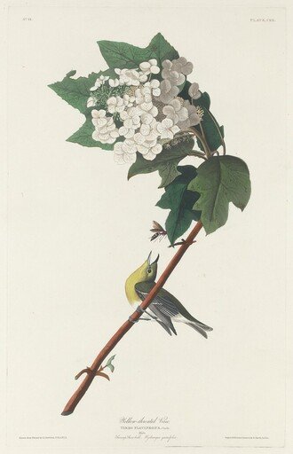 Yellow-throated Vireo