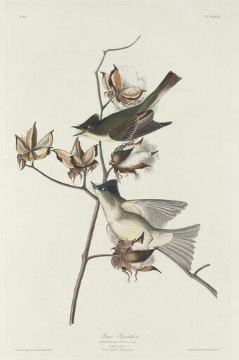 Pewit Flycatcher