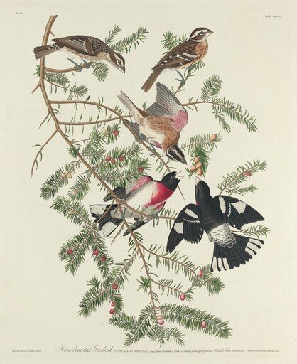 Rose-breasted Grosbeak