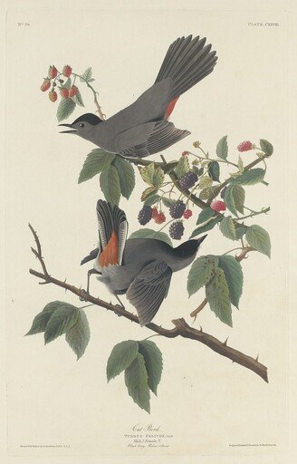 Cat Bird