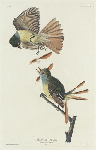 Great Crested Flycatcher