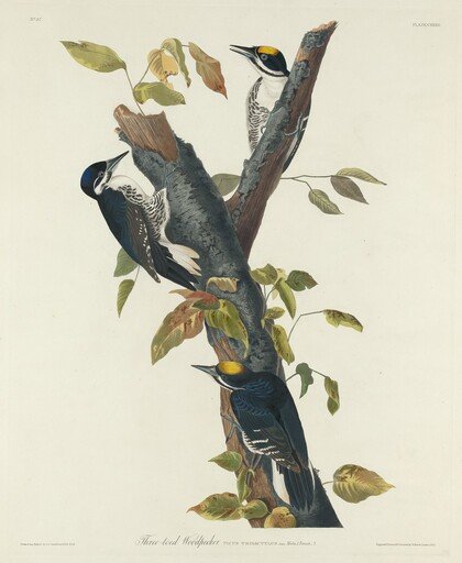Three-Toed Woodpecker