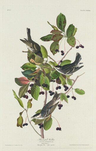 Black-Poll Warbler