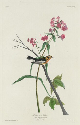 Blackburnian Warbler