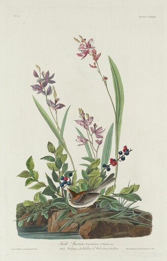 Field Sparrow