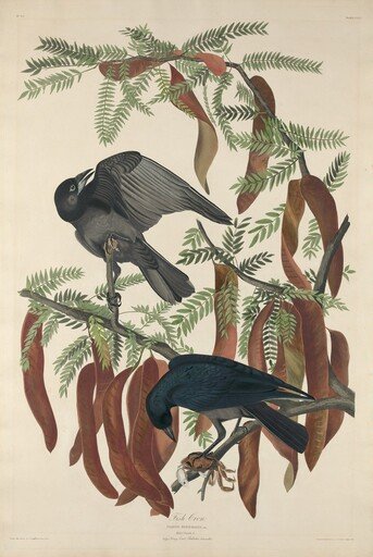 Fish Crow