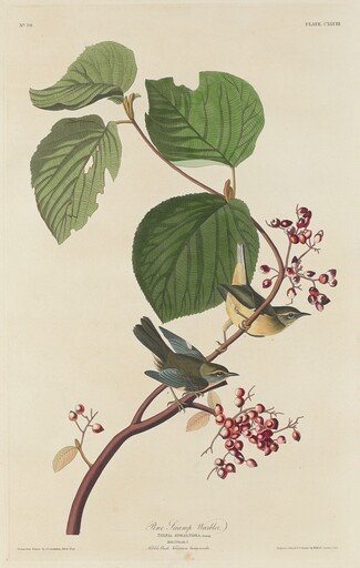 Pine Swamp Warbler