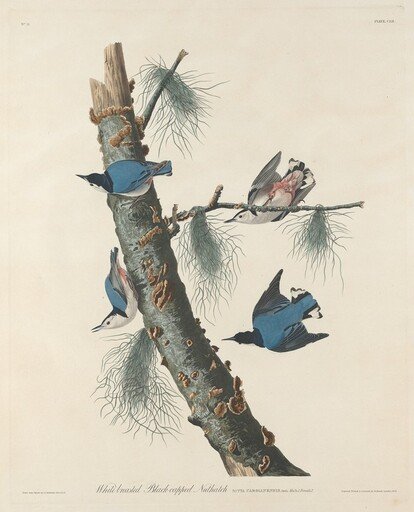 White-breasted Black-capped Nuthatch