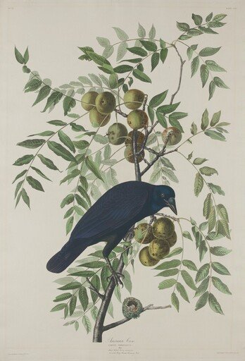 American Crow