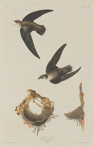 American Swift