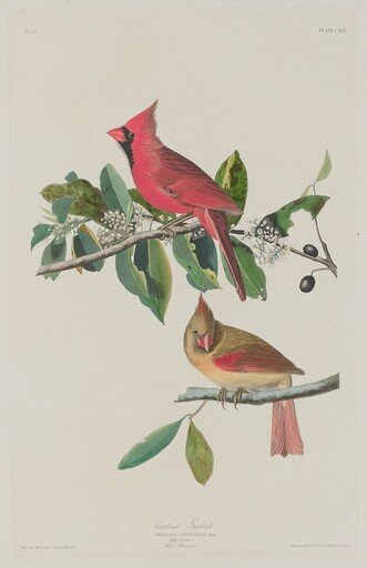 Cardinal Grosbeak