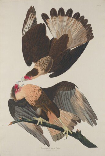 Brasilian Caracara Eagle