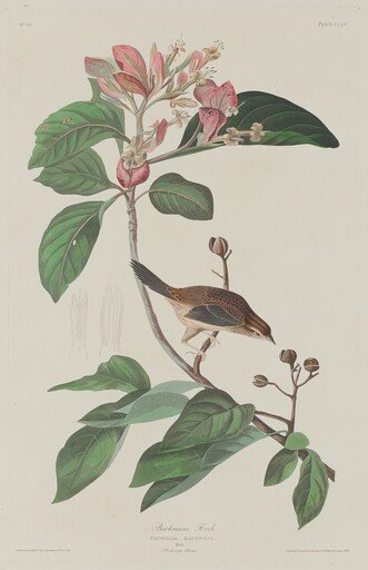 Bachmans Finch