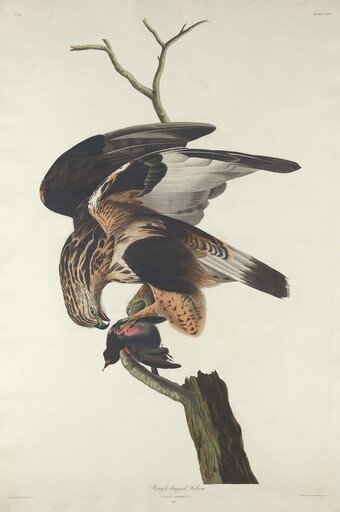 Rough-legged Falcon