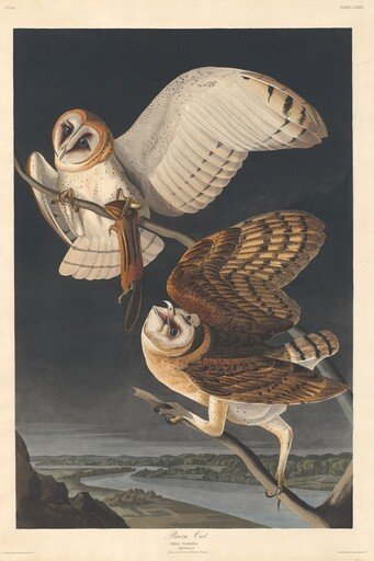 Barn Owl