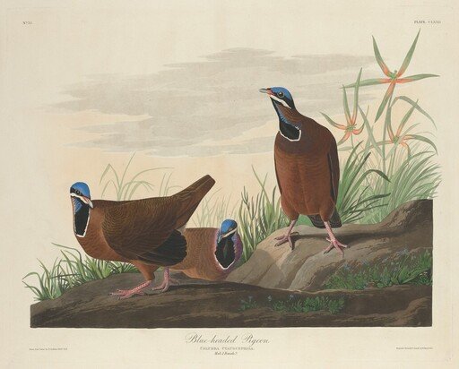 Blue-headed Pigeon