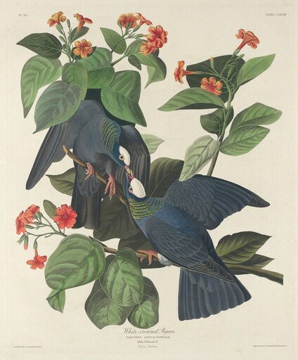 White-crowned Pigeon