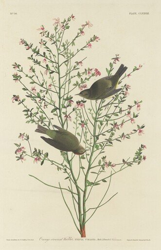 Orange-crowned Warbler