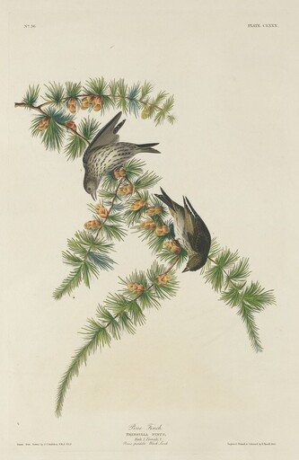 Pine Finch