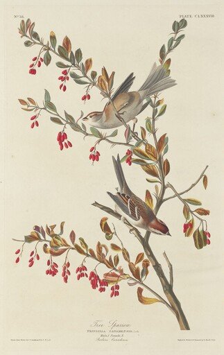 Tree Sparrow
