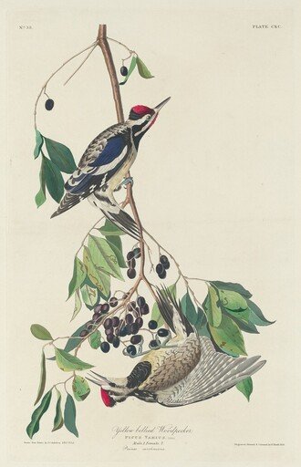 Yellow-bellied Woodpecker