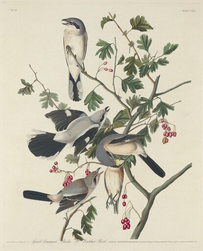 Great American Shrike or Butcher Bird