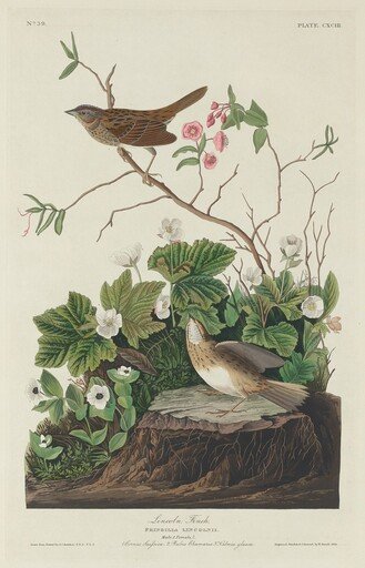 Lincoln Finch