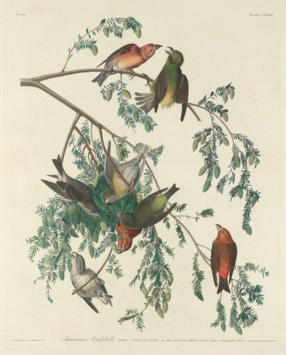 American Crossbill