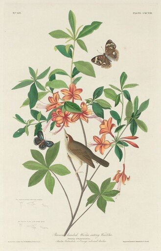 Brown-headed Worm-eating Warbler