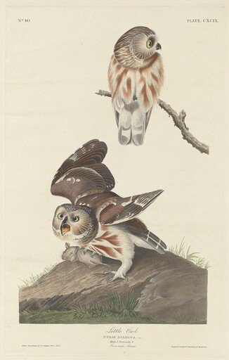 Little Owl