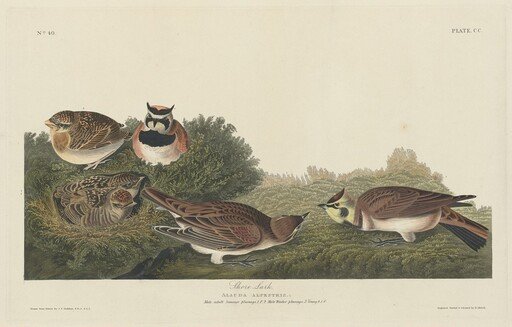 Shore Lark