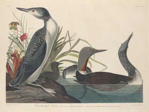 Red-throated Diver