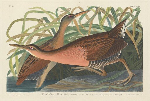 Fresh Water Marsh Hen