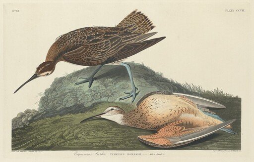 Esquimaux Curlew
