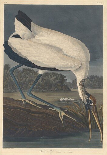 Wood Ibis