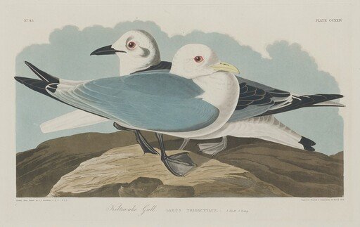 Kittiwake Gull