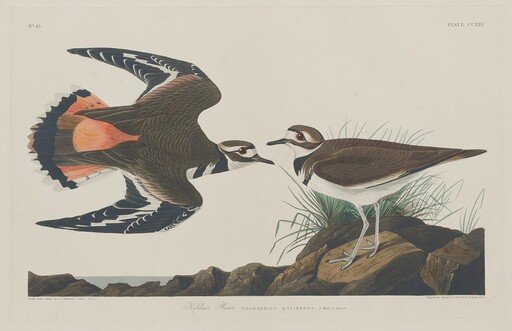 Kildeer Plover