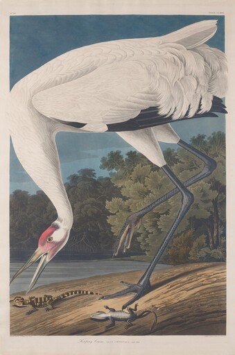Hooping Crane
