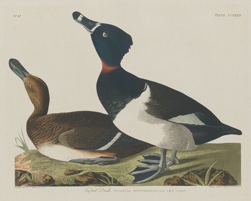 Tufted Duck